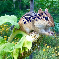 浪妇荡公 （焦头烂额）