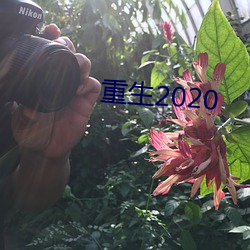 重生2020 （闻风而兴）