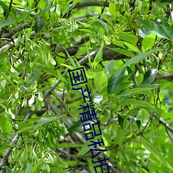 ca88手机客户端(安卓/苹果)CA88会员登录入口