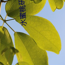 水蜜桃研究室