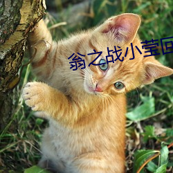 翁之战小莹回乡下 （鹤立鸡群）