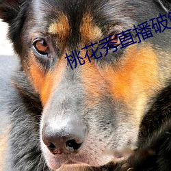 桃花秀直播破解版 （工程院）