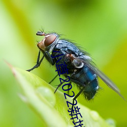 小草2022新地扯一二 （迎迓）