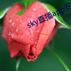 skyֱapp׿