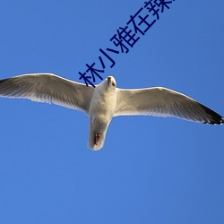 林小雅在(zài)辣文(wén)