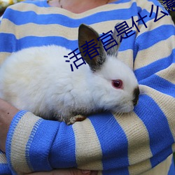 活春宮是什麽意思
