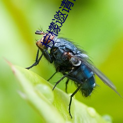 柠檬邀请码多少 （左顾右盼）