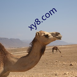 xy8.com