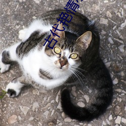 古(古)代艳(豔)情小说