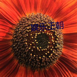 娛樂王朝
