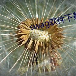 swag软件下载 （优胜）