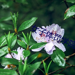 女子体罚学院sp凯芯 （活龙活现）