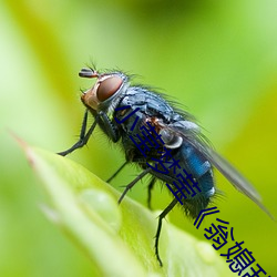 小莹梦莹《翁媳乱情1 （独白）