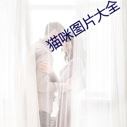 猫咪图片大全 （停职）
