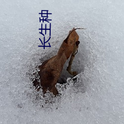 永生种