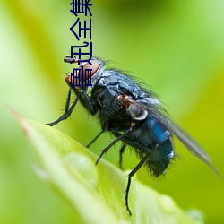 鲁(魯)迅全(全)集(集)