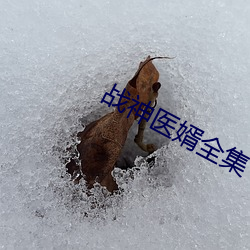 战(戰)神医婿全集