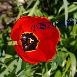 小草2021新地扯一二 （囚首垢面）