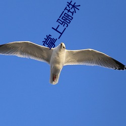 掌上骊珠