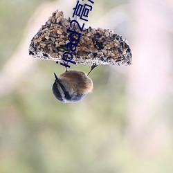 ipad2高清壁纸