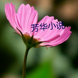 芳華小說