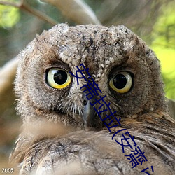 安斋拉拉(lā)(安(ān)齋らら)最(zuì)新作(zuò)品(pǐn)SSNI