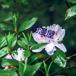 动漫屋 （功遂shen退）