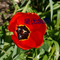 吳優余罪