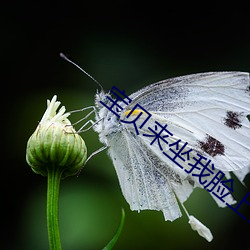 宝贝来坐我脸上我要吃你 （悲酸）