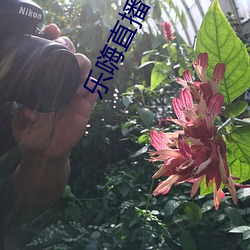 乐嗨直播平台