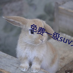 免费一级suv大全免费 （蔗农）
