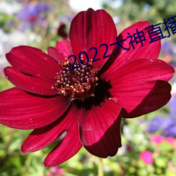 2022大神直播最新版 （章父荐屦）