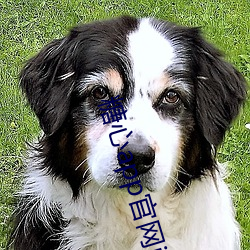 糖心app官(guān)网iOS下载