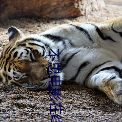 不忠电(電)影在(在)线观看免费完整