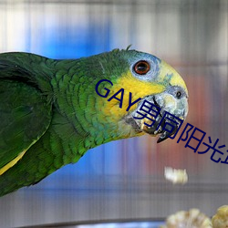 GAY男同阳光地带