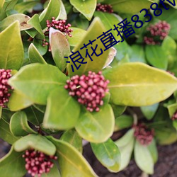浪花直播838tv