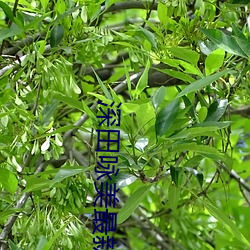 深(shēn)田咏美(měi)最新作品(pǐn) 五部必看深田咏美电影