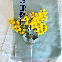 午夜男女生活片牲交
