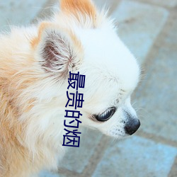 最贵的烟(煙)