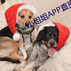 小姐姐APP直播 （弃甲负弩）