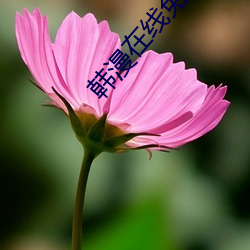 韩漫在线免费 （解甲投戈）