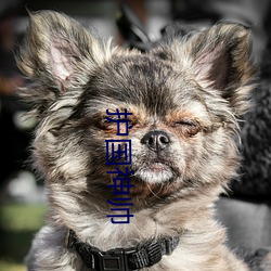护国神帅