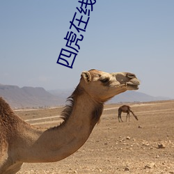 四虎在线观看免费观看完整