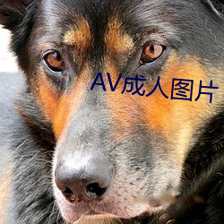 AV成人图片 （八面张罗）