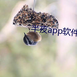 半夜app软(軟)件直播