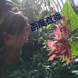百度直播
