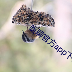 暖聊官方app下载