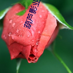 葫(葫)芦影业京东影业(業)果冻传(傳)媒