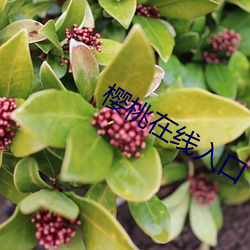 樱桃在线入口