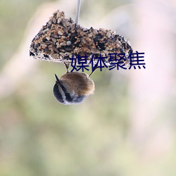 媒体聚焦